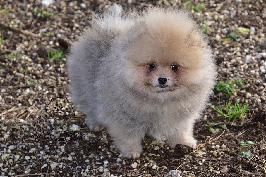 du Panache D'Or - Chiot disponible  - Spitz allemand