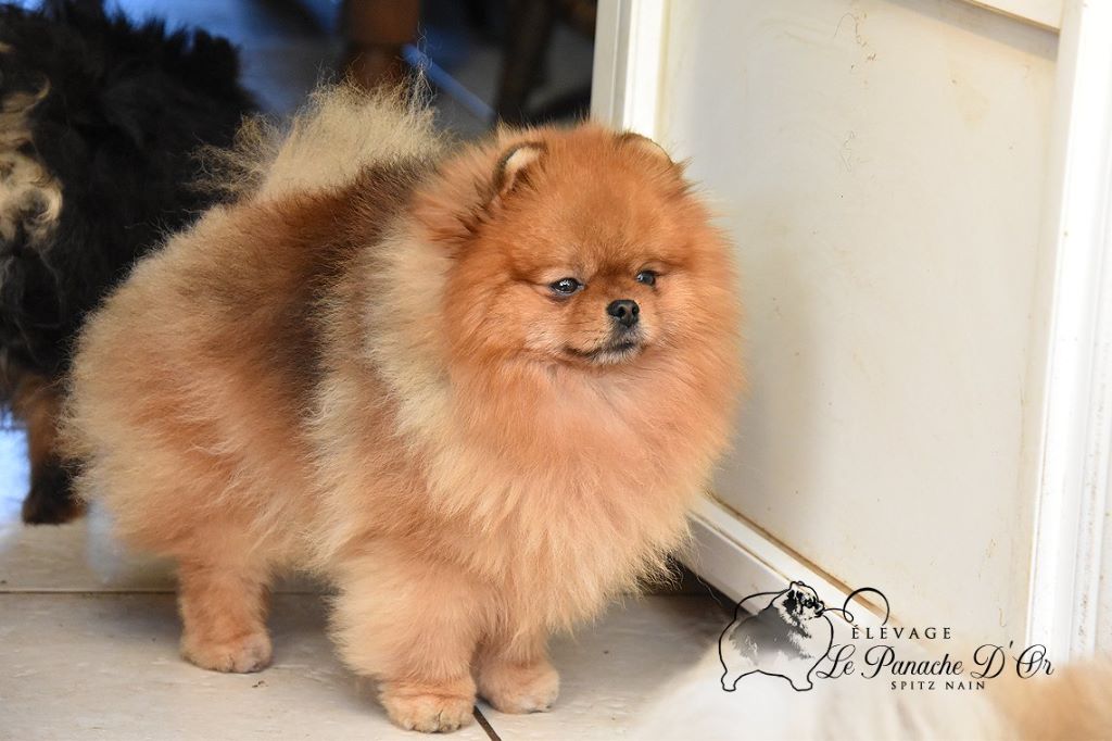 Nobody little bear du Panache D'Or
