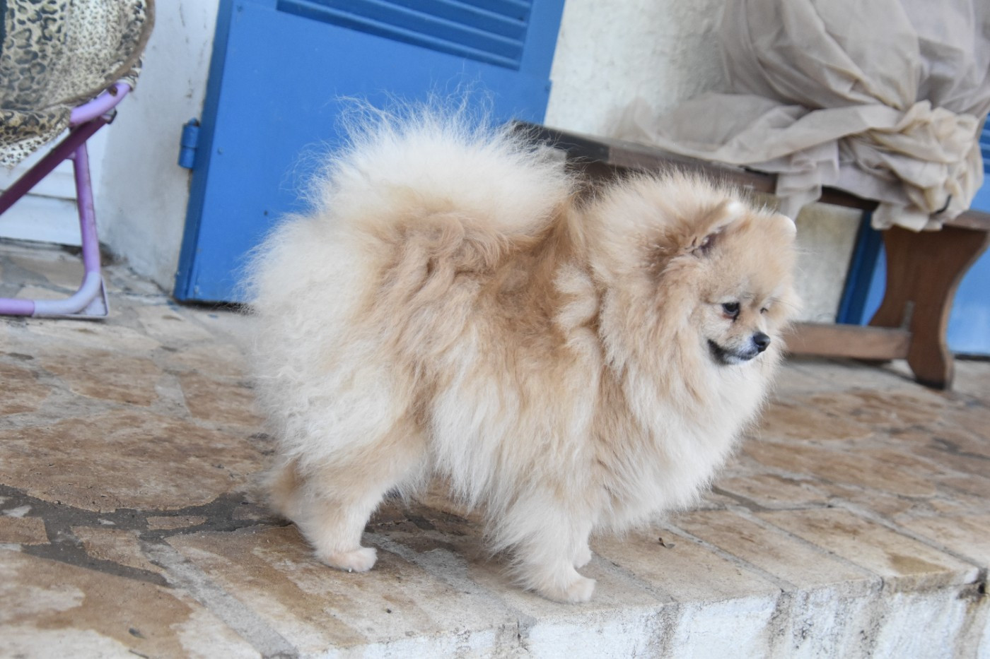 Venicia Little Star du Panache D'Or