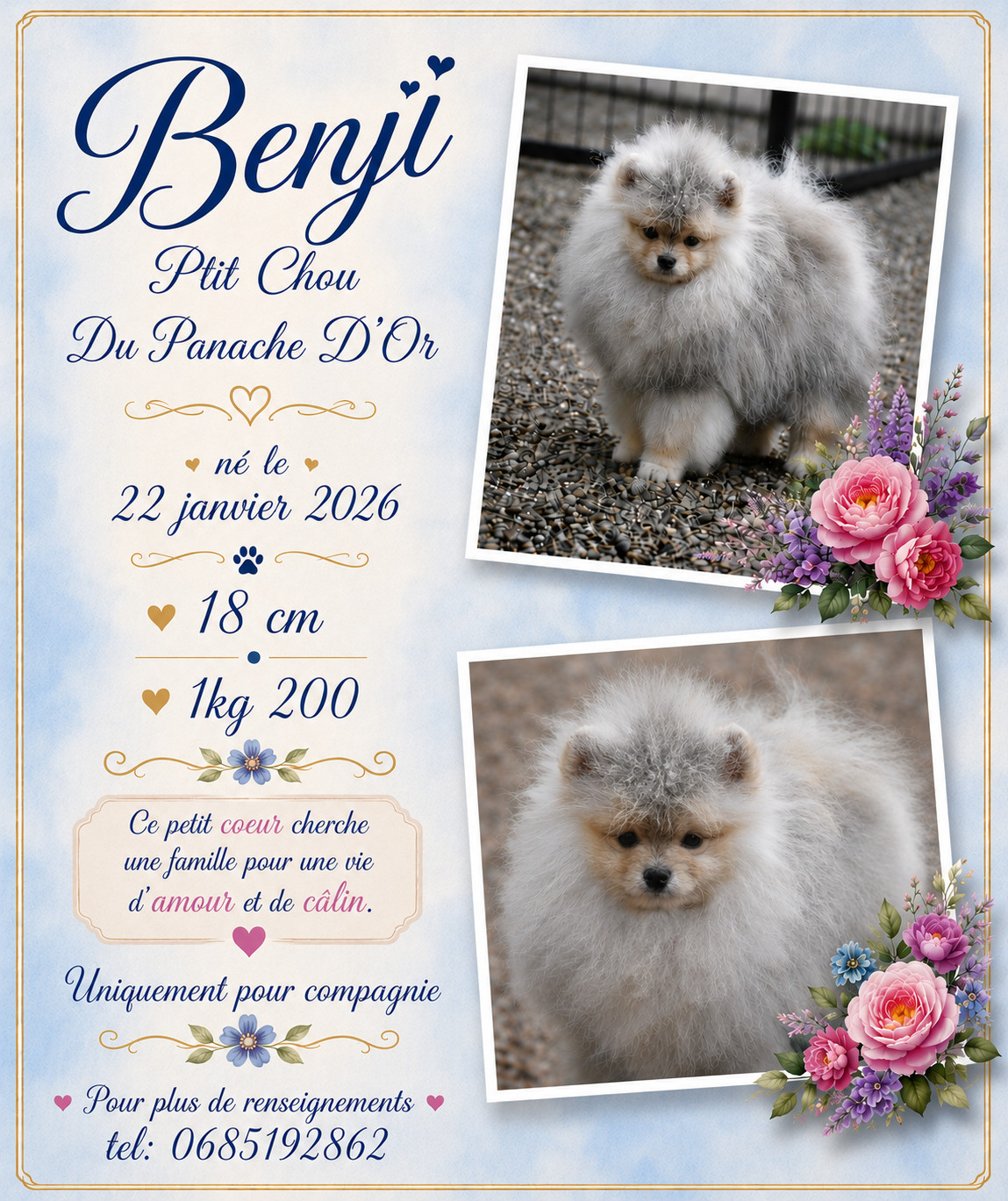 a vendre chiot de 6 mois LOOF pour compagnie uniquement