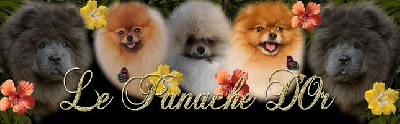 du Panache D'Or