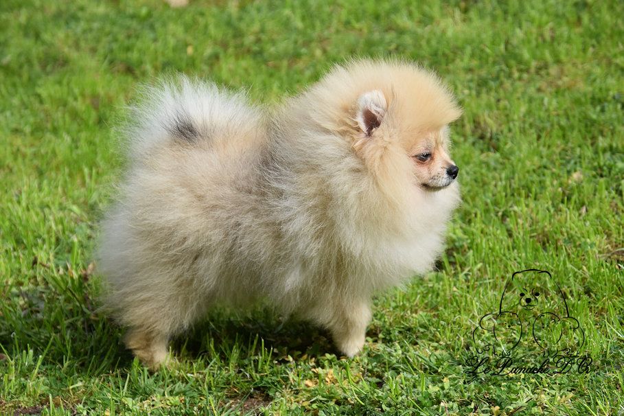 du Panache D'Or - Chiots disponibles - Spitz allemand