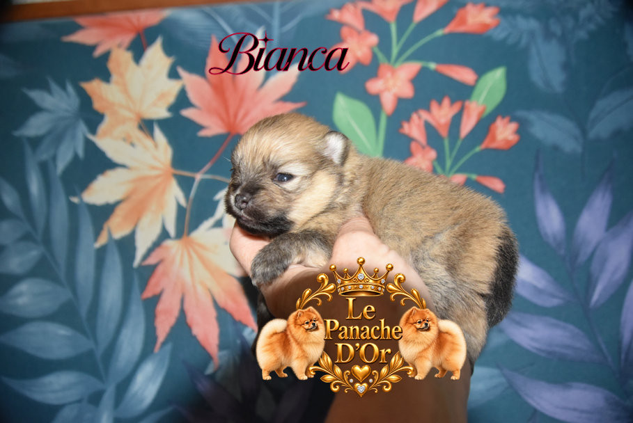 du Panache D'Or - Chiots disponibles - Spitz allemand