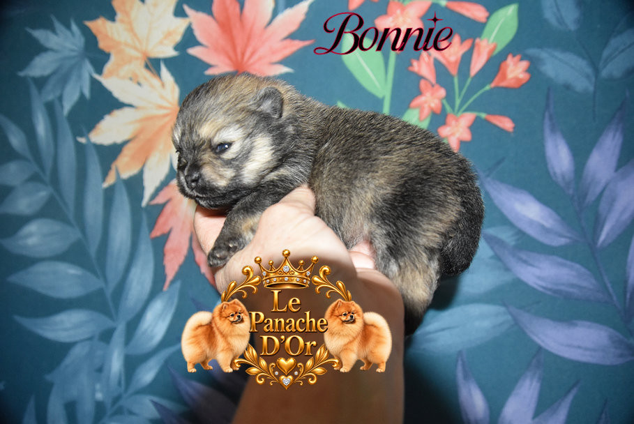 du Panache D'Or - Chiots disponibles - Spitz allemand
