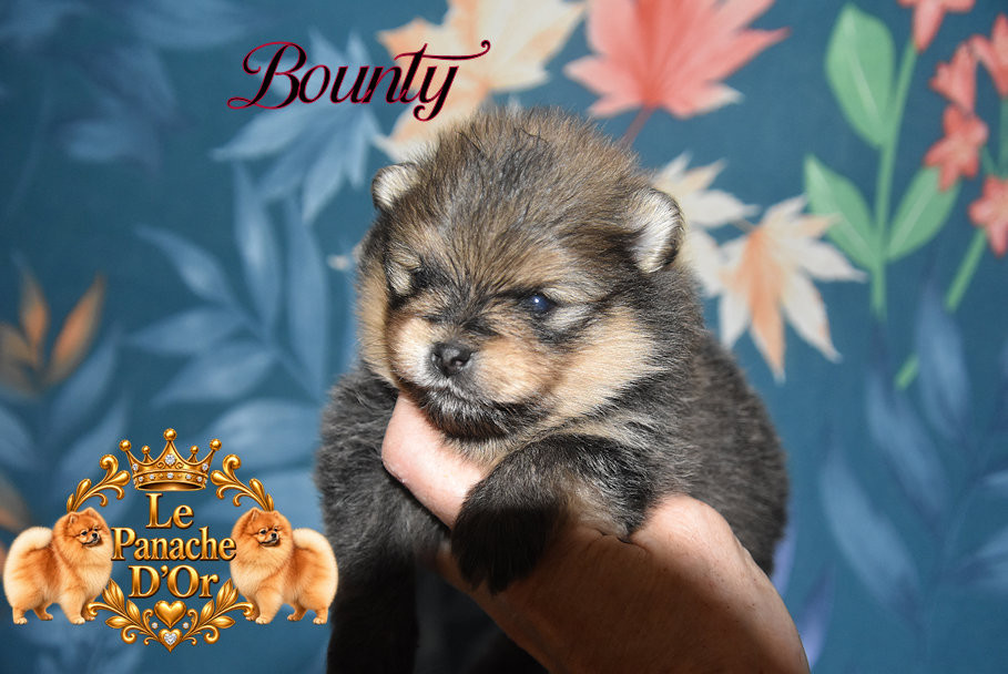 du Panache D'Or - Chiots disponibles - Spitz allemand