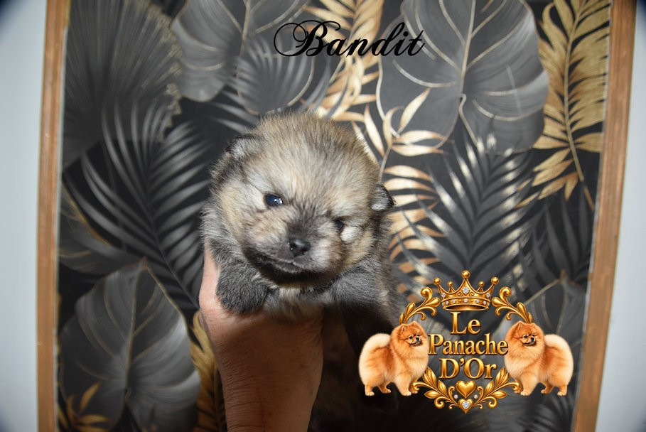 du Panache D'Or - Chiots disponibles - Spitz allemand