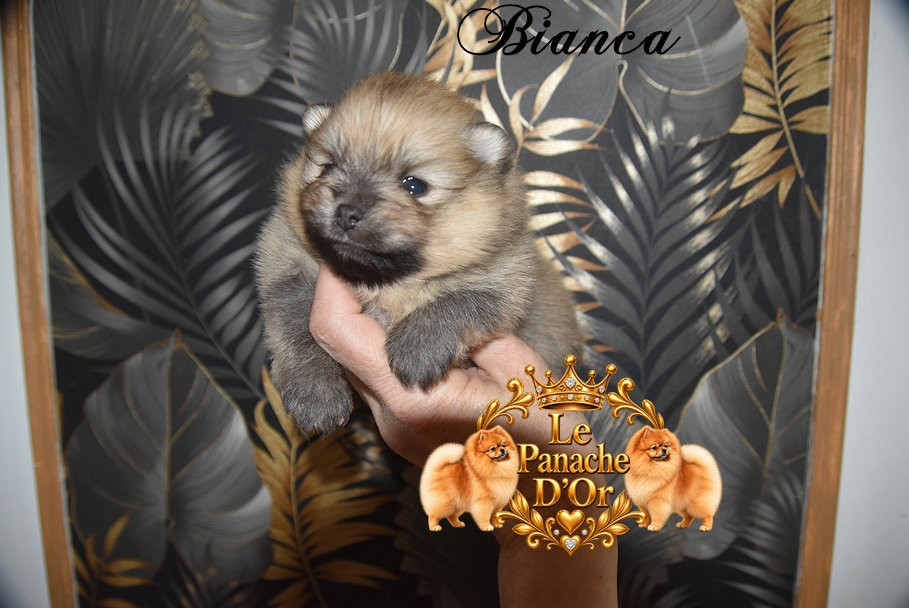 du Panache D'Or - Chiots disponibles - Spitz allemand