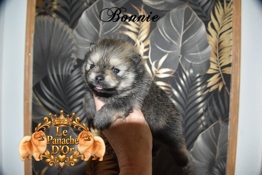 du Panache D'Or - Chiots disponibles - Spitz allemand