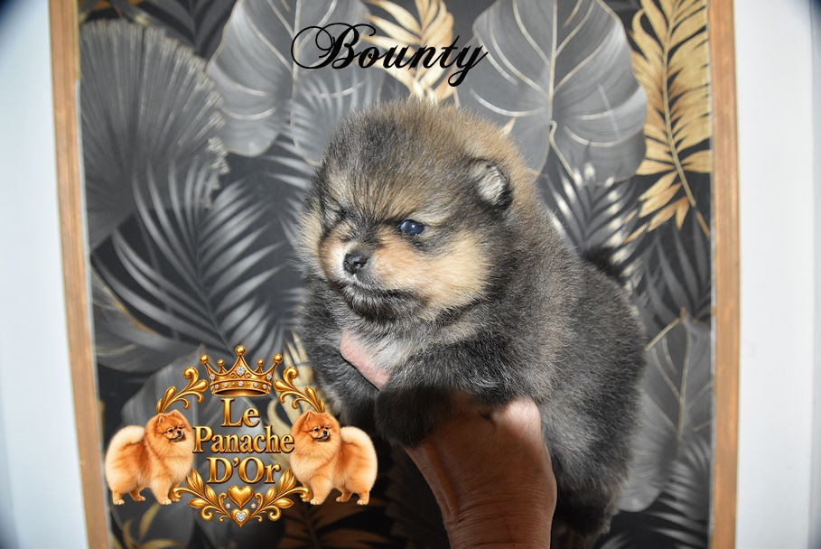du Panache D'Or - Chiots disponibles - Spitz allemand