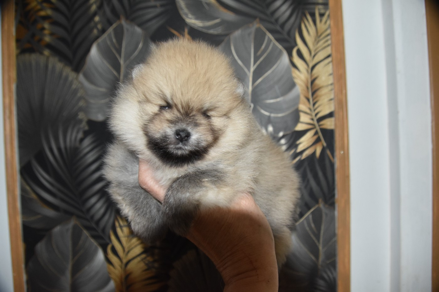du Panache D'Or - Chiots disponibles - Spitz allemand