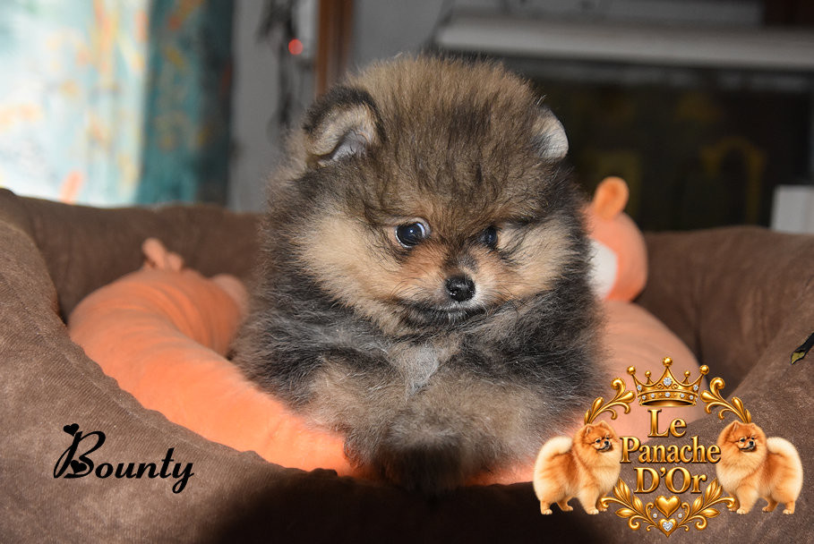 du Panache D'Or - Chiots disponibles - Spitz allemand