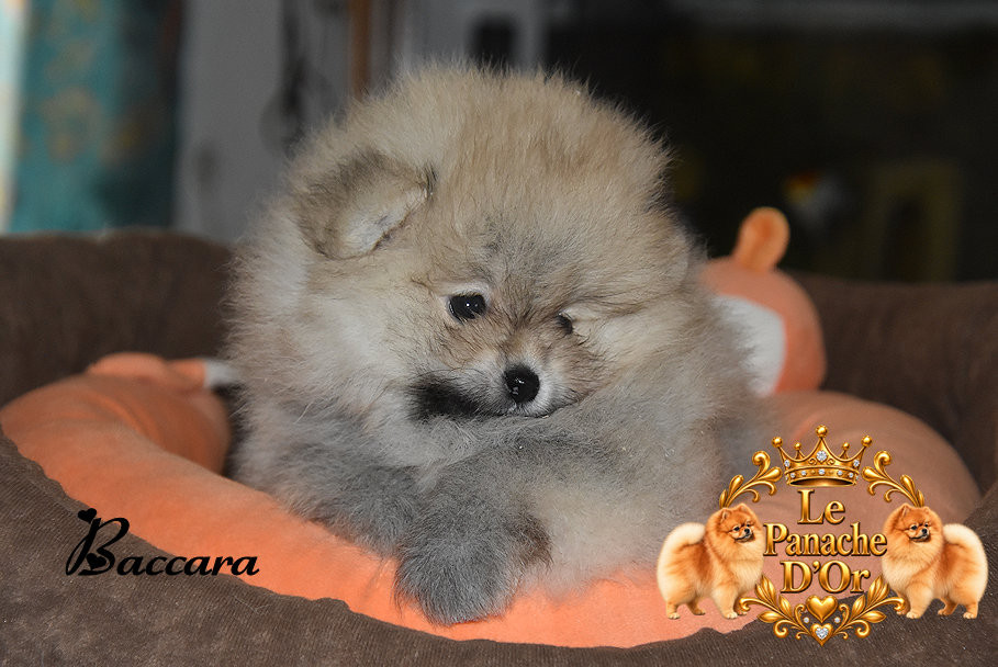 du Panache D'Or - Chiots disponibles - Spitz allemand