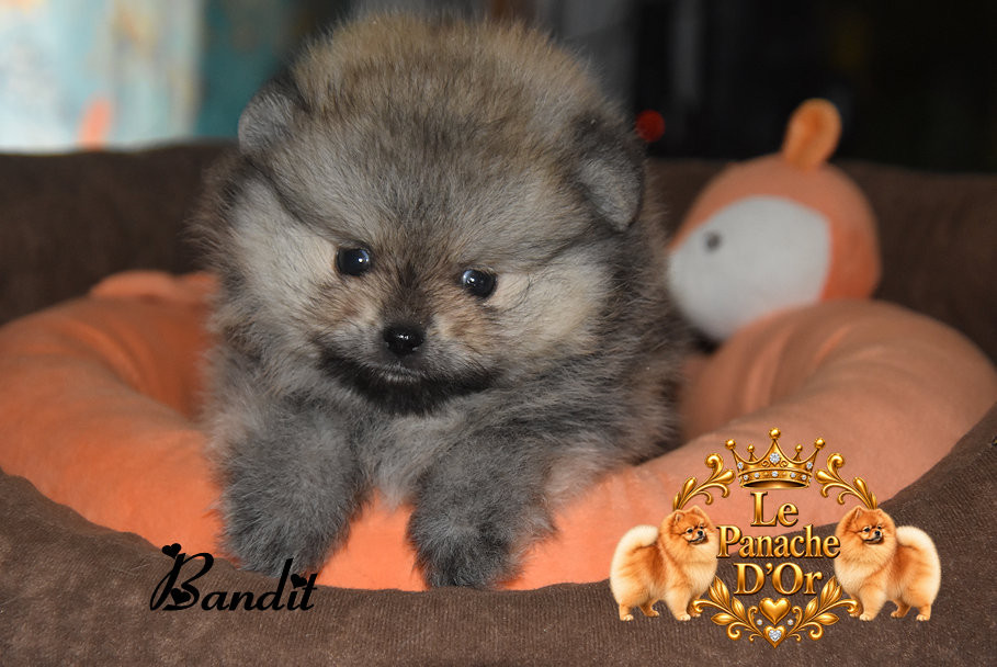 du Panache D'Or - Chiots disponibles - Spitz allemand
