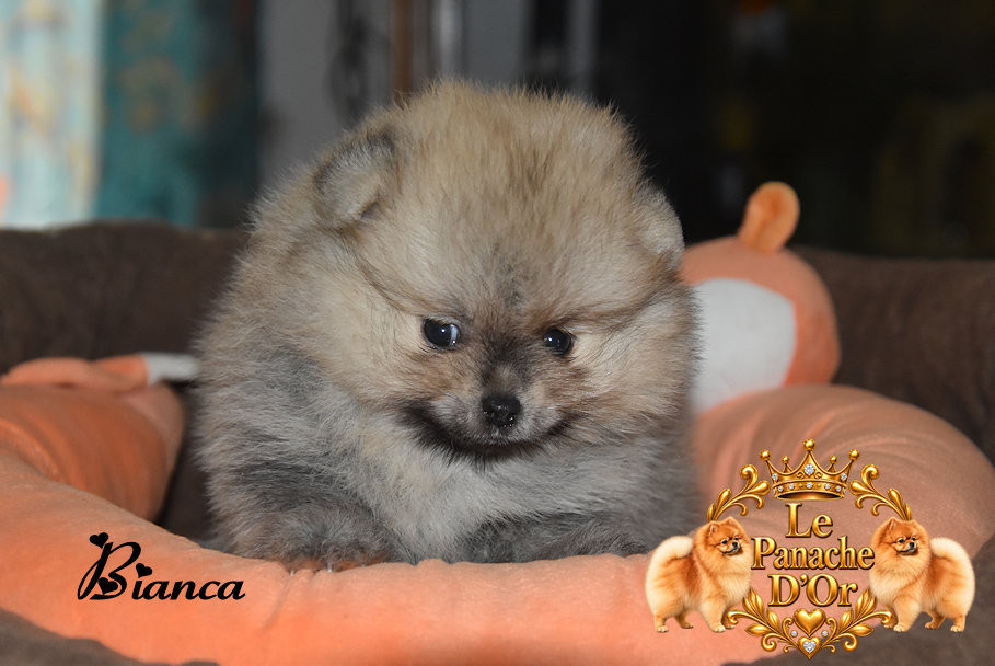 du Panache D'Or - Chiots disponibles - Spitz allemand