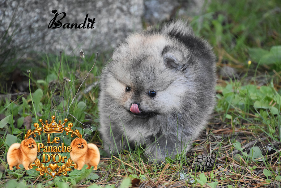 du Panache D'Or - Chiots disponibles - Spitz allemand