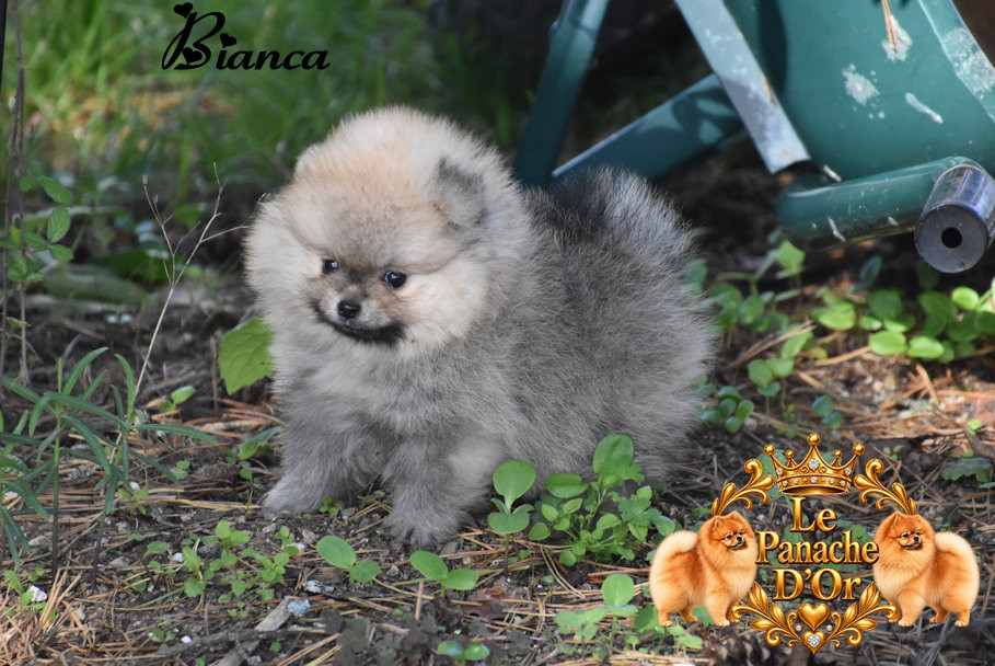 du Panache D'Or - Chiots disponibles - Spitz allemand