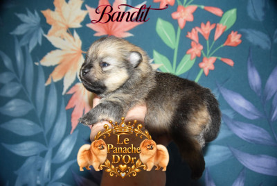 Bandit