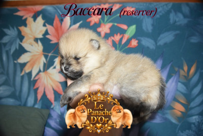 Baccara