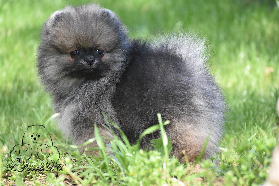 du Panache D'Or - Chiots disponibles - Spitz allemand