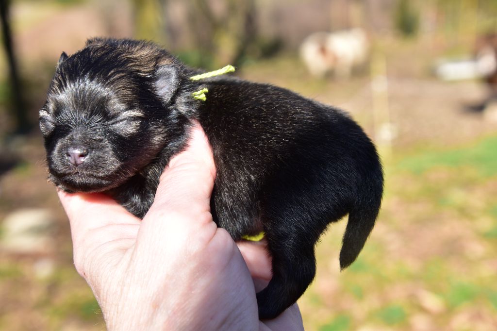 du Panache D'Or - Chiots disponibles - Spitz allemand